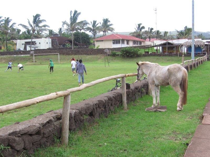 football field soccer horse fence